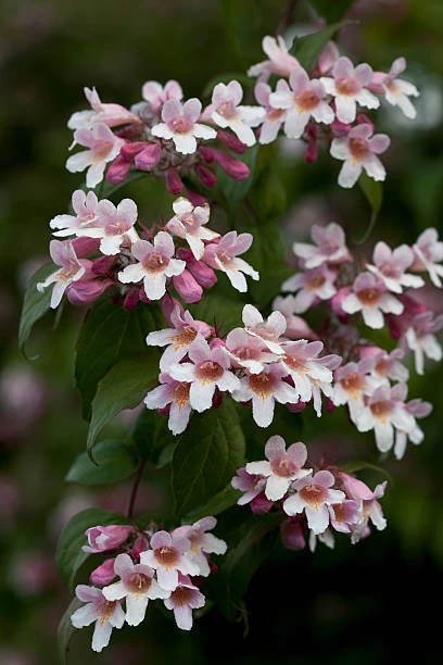 Beauty Bush Kolkwitzia Amabilis Seeds 3 Beauty Bush Kolkwitzia Amabilis Seeds