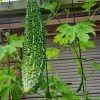 Bitter Gourd / Bitter Squash Seeds -Garden Fresh Shop Bitter Gourd scaled 1