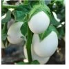 Thai Eggplant / White Eggplant Seeds