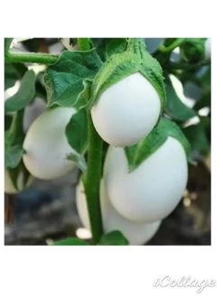 Thai Eggplant / White Eggplant Seeds