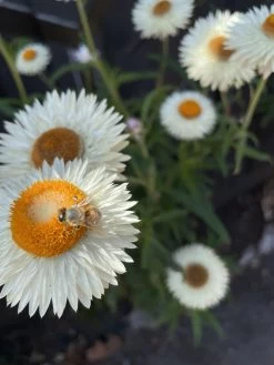 Xerochrysum Bracteatum (Mixed Colour) Everlasting Paper Daisy (5g Bulk) Seeds -Garden Fresh Shop C8757486 3C6D 4BD3 B26F 5DEAE576A2E2 scaled 1