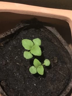 Organic Basil- Krishna Tulsi Seeds -Garden Fresh Shop C979C1EE FC6D 4457 84BE 339F85DFB800 scaled 1