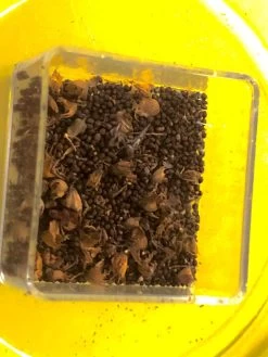 Organic Basil- Krishna Tulsi Seeds -Garden Fresh Shop CA427FA1 73C0 44CF AA62 8F359130EE15