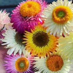 Xerochrysum Bracteatum (Mixed Colour) Everlasting Paper Daisy (5g Bulk) Seeds