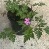 Herb Robert Seeds -Garden Fresh Shop CF3CDD48 B618 4FB8 B338 6BC7CFFC0E58