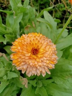 Calendula Orange Flash Seeds
