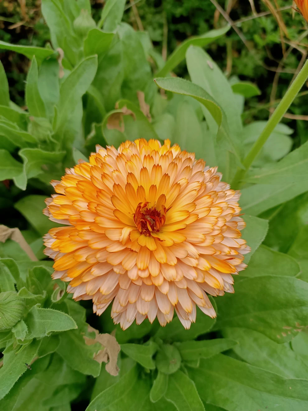 Calendula Orange Flash Seeds 3 Calendula Orange Flash Seeds