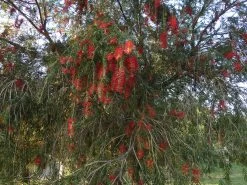 Callistemon Viminalis – Weeping Red Bottlebrush Seeds -Garden Fresh Shop Callistemon viminalis Weeping Red Bottlebrush 1