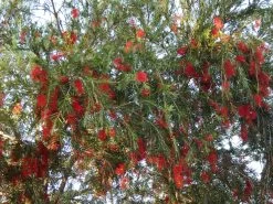 Callistemon Viminalis – Weeping Red Bottlebrush Seeds -Garden Fresh Shop Callistemon viminalis Weeping Red Bottlebrush 2