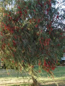 Callistemon Viminalis – Weeping Red Bottlebrush Seeds -Garden Fresh Shop Callistemon viminalis Weeping Red Bottlebrush