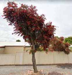 Callistemon Viminalis – Weeping Red Bottlebrush Seeds -Garden Fresh Shop Callistemon viminalis Weeping Red Bottlebrush 4