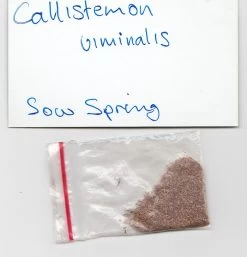 Callistemon Viminalis – Weeping Red Bottlebrush Seeds -Garden Fresh Shop Callistemon viminalis seed