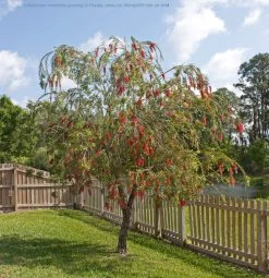 Callistemon Viminalis – Weeping Red Bottlebrush Seeds -Garden Fresh Shop Callistemon viminaliss growing in Florida photo by Wknight94 talk on Wiki scaled 1