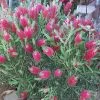 Bottlebrush, Seeds From Callistemon ‘Purple Splendour’ Seeds 1 Bottlebrush, Seeds From Callistemon ‘Purple Splendour’ Seeds -Garden Fresh Shop Callistemon ‘Purple Splendour 4