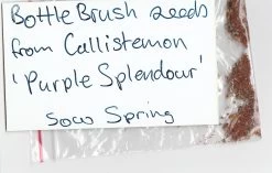Bottlebrush, Seeds From Callistemon ‘Purple Splendour’ Seeds -Garden Fresh Shop Callistemon ‘Purple Splendour Seeds x 100