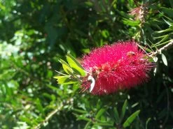 Bottlebrush, Seeds From Callistemon ‘Purple Splendour’ Seeds -Garden Fresh Shop Callistemon ‘Purple Splendour bottleBrush