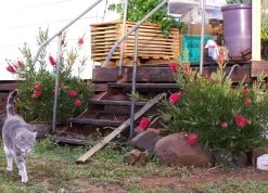Bottlebrush, Seeds From Callistemon ‘Purple Splendour’ Seeds -Garden Fresh Shop Callistemon ‘Purple Splendour bottleBrush 3