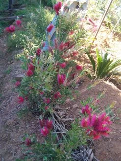 Bottlebrush, Seeds From Callistemon ‘Purple Splendour’ Seeds -Garden Fresh Shop Callistemon ‘Purple Splendour bottleBrush 4 scaled 1