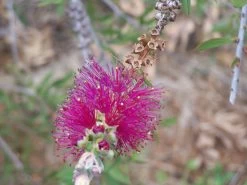 Bottlebrush, Seeds From Callistemon ‘Purple Splendour’ Seeds -Garden Fresh Shop Callistemon ‘Purple Splendour bottleBrush 5