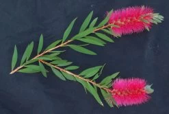 Bottlebrush, Seeds From Callistemon ‘Purple Splendour’ Seeds -Garden Fresh Shop Callistemon ‘Purple Splendour – C. salignus x 010116 2
