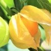 Cape Gooseberry Seedling Plants -Garden Fresh Shop Cape Gooseberry 2