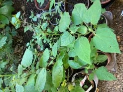 Cape Gooseberry Seedling Plants 7 Cape Gooseberry Seedling Plants -Garden Fresh Shop Cape Gooseberry