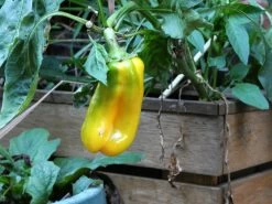 Yellow Capsicum ‘Amigo Gold’ – Capsicum Annuum Seeds -Garden Fresh Shop Capsicum annun – Capsicum ‘Yellow