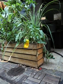 Yellow Capsicum ‘Amigo Gold’ – Capsicum Annuum Seeds -Garden Fresh Shop Capsicum annun – Capsicum ‘Yellow 1