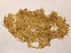 Capsicum Seeds