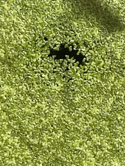 Other Common Duckweed – Lemna Minor, Pond Weed, Duck Weed Seeds -Garden Fresh Shop Common Duckweed Lemna minor Pond weed Duck weed a