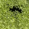 Other Common Duckweed – Lemna Minor, Pond Weed, Duck Weed Seeds -Garden Fresh Shop Common Duckweed Lemna minor Pond weed Duck weed b