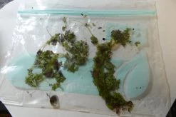 Other Common Duckweed – Lemna Major, Pond Weed, Duck Weed Seeds -Garden Fresh Shop Common Duckweed Lemna minor Pond weed Duck weed in ziplock 1