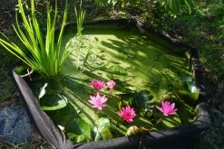 Other Common Duckweed – Lemna Major, Pond Weed, Duck Weed Seeds -Garden Fresh Shop Common Duckweed Lemna minor Pond weed Duck weed pond with iris waterlily and 1 1
