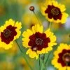 Mixed Coreopis Seeds 2 Mixed Coreopis Seeds -Garden Fresh Shop Coreopsis