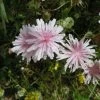Crepis Rubra – Hawksbeard Seeds -Garden Fresh Shop Crepis rubra – Hawksbeard fI