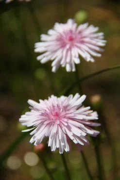 Crepis Rubra – Hawksbeard Seeds -Garden Fresh Shop Crepis rubra – Hawksbeard fI a