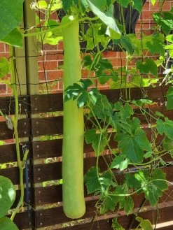 Cucuzza, New Guinea Bean, Cucuzza Squash Seeds