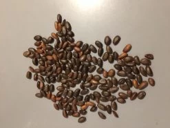 Other Custard Apple (Aust.) Seeds