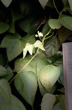 Organic Double Beans/ Tropical Lima Beans Seeds -Garden Fresh Shop D84B8FD5 3F1F 4152 8098 3523412807A8 scaled 1