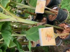 1 Dwarf Asian Sugar Banana Plant -Garden Fresh Shop DASB 1