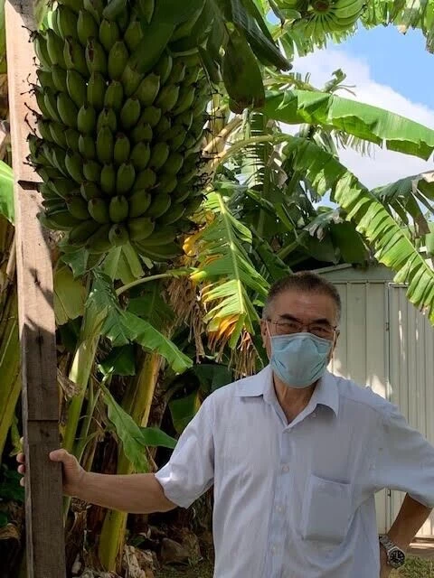 1 Very Dwarf Cavendish Banana (VDCB) Plant 4 1 Very Dwarf Cavendish Banana (VDCB) Plant - Image 2