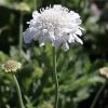 Scabiosa Pincushion Snowwhite Seeds 1 Scabiosa Pincushion Snowwhite Seeds -Garden Fresh Shop DB4EE757 F8E3 46FC A485 6D2B36102FF3