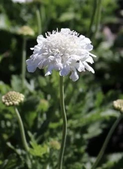 Scabiosa Pincushion Snowwhite Seeds
