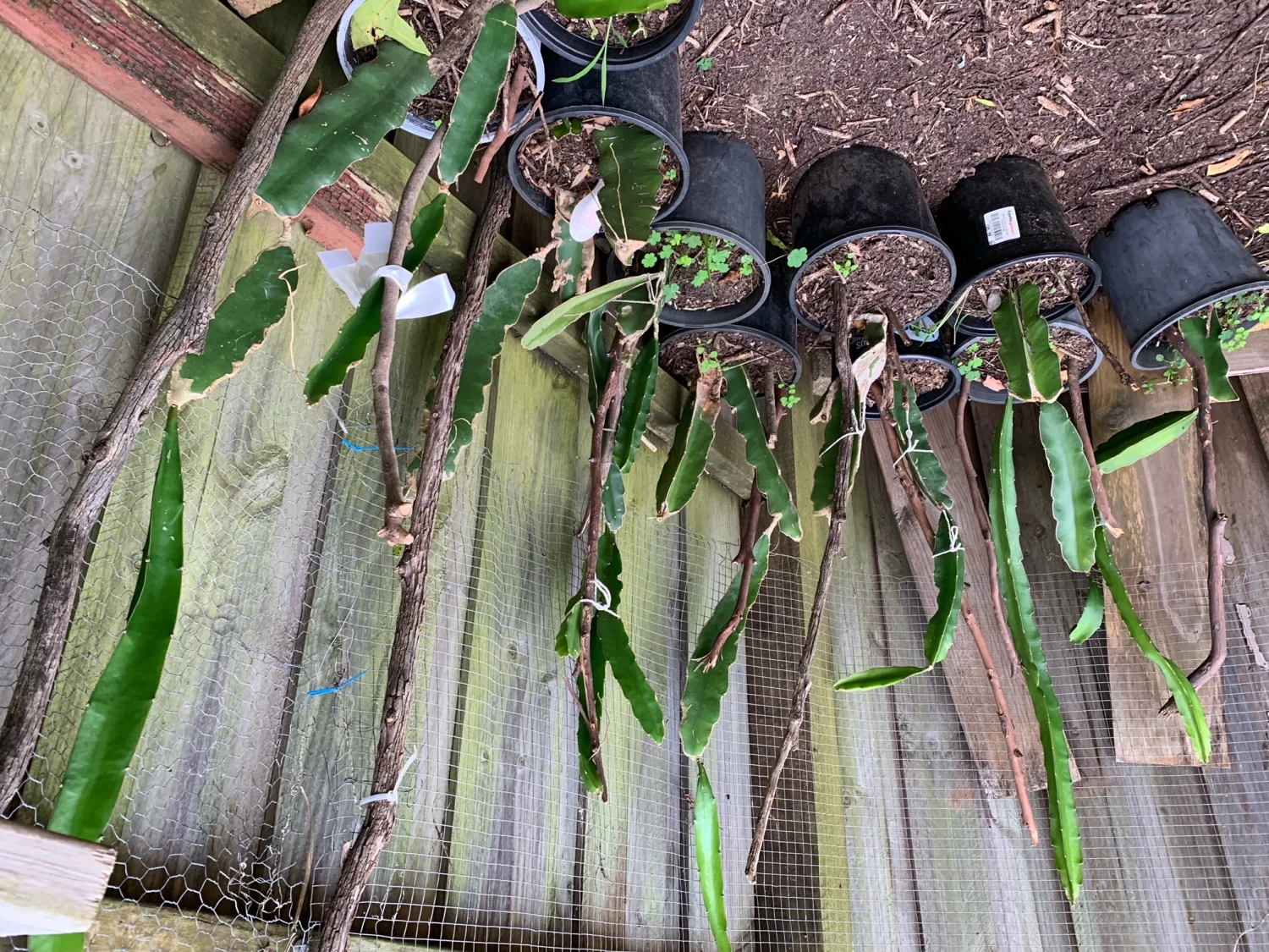 2 Yellow Skin White Flesh (YSWF) Dragon Fruit Plants 5 2 Yellow Skin White Flesh (YSWF) Dragon Fruit Plants - Image 3