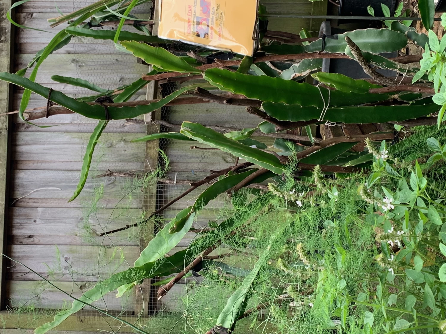 2 Yellow Skin White Flesh (YSWF) Dragon Fruit Plants 4 2 Yellow Skin White Flesh (YSWF) Dragon Fruit Plants - Image 2