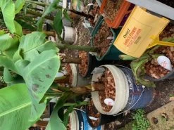 1 Dwarf Ladys Finger Banana (DLFB) Plant -Garden Fresh Shop DLFB 1