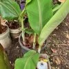 1 Dwarf Ladys Finger Banana (DLFB) Plant -Garden Fresh Shop DLFB2