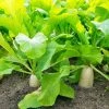 Daikon Radish Bulk 10g Packet Seeds -Garden Fresh Shop Daikon 1