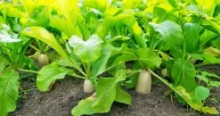 Daikon Radish Bulk 10g Packet Seeds