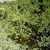 Other Common Duckweed – Lemna Major, Pond Weed, Duck Weed Seeds